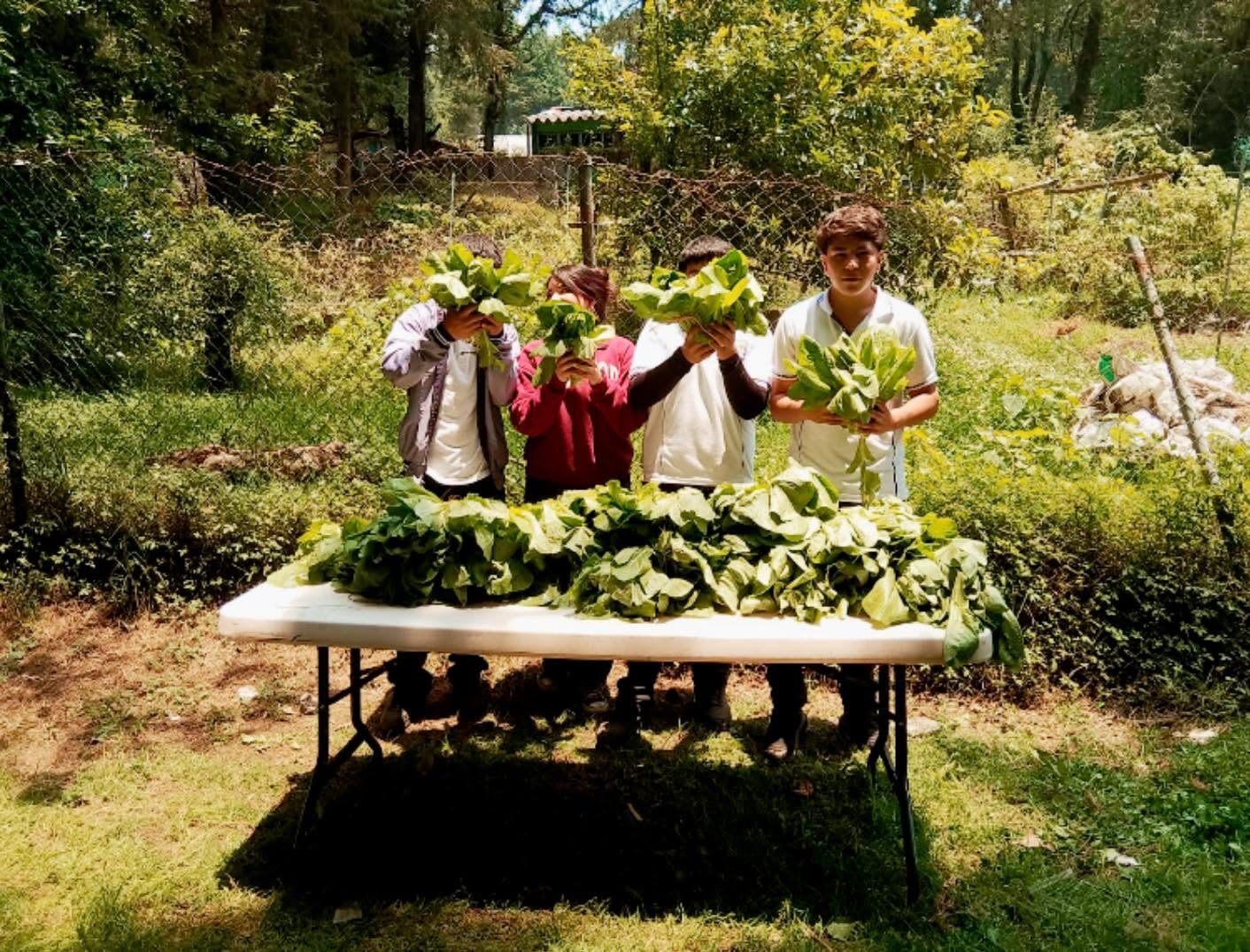 Cosecha de lechuga presentada por estudiantes en el área de producción agrícola
